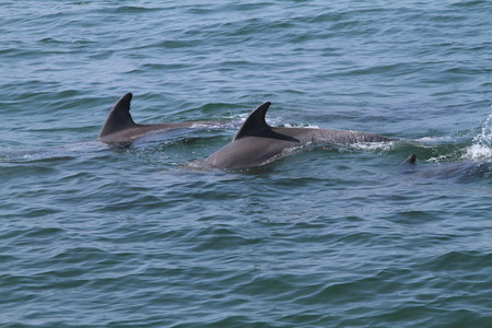 Los delfines también tienden a hacerse amigos de otros delfines que tienen intereses comunes