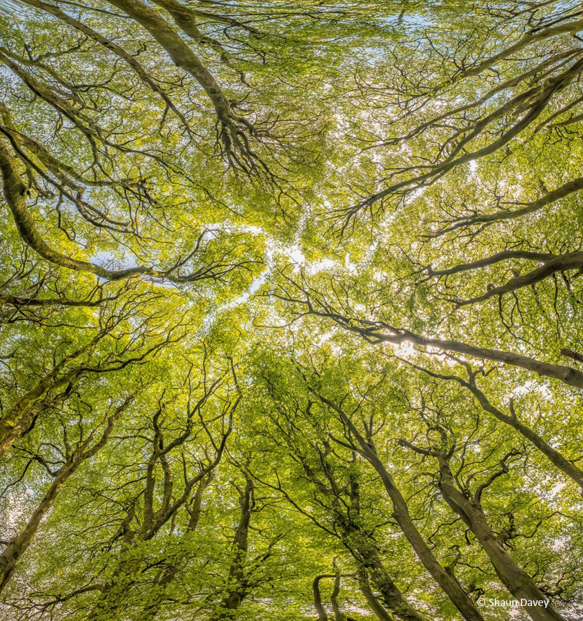 Finalista: Shaun Davey con ‘The atmospheric, cathedral-like canopy of the ring of beech trees at Three Combes Foot, Exmoor National Park’: