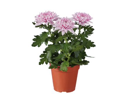 Gcpadd124d355384407a1233c7401f2b096