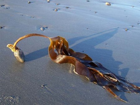 Algas Kelp, una buena manera de activar el metabolismo