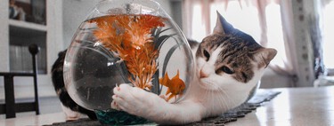É hora de enfrentar isso, os gatos são um problema: o primeiro censo mundial revela que eles comem até 2 mil espécies 