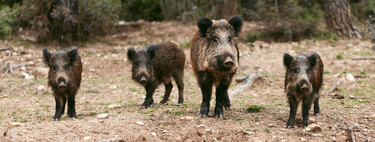 ¿Un bocadillo en el suelo o una cagada mayúscula? Estaban experimentando con el virus de la peste porcina a 100 m del primer jabalí infectado