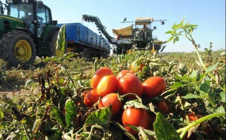 Tomate Campo Kgmc U160971707762qvh 624x385 Hoy