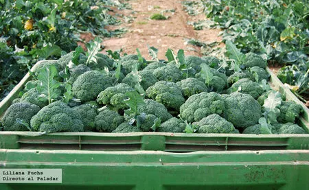 Visitamos una plantación de brócoli en Murcia