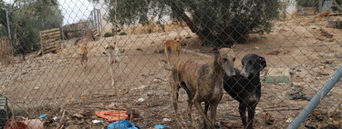 Dos cazadores maltrataron a 29 galgos durante meses. La jueza les ha impuesto la pena máxima que permite la ley