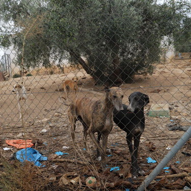 Dos cazadores maltrataron a 29 galgos durante meses. La jueza les ha impuesto la pena máxima que permite la ley