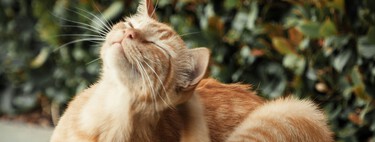Cómo acabar con las pulgas en casa: los mejores remedios naturales para decirles adiós 