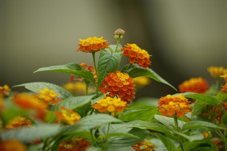 Pexels Duy Le Duc 1257907900 25014421