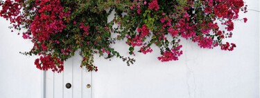 Las cinco plantas trepadoras que mejor esconden paredes desconchadas y fachadas envejecidas 