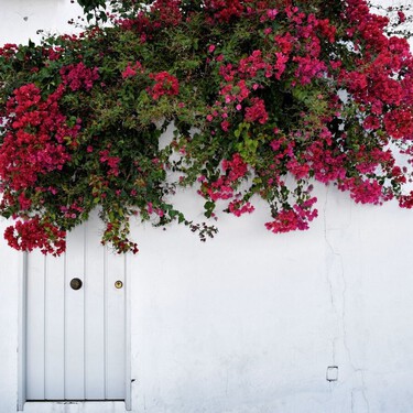 Las cinco plantas trepadoras que mejor esconden paredes desconchadas y fachadas envejecidas 