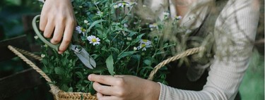 No eches a perder la floración: cinco plantas que conviene podar en marzo para un boom floral esta primavera 