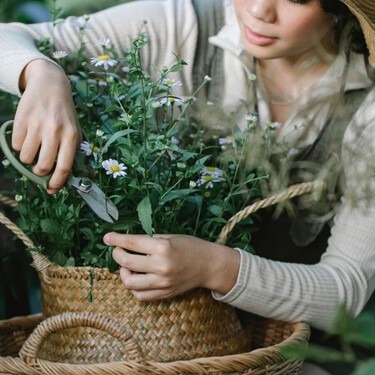 No eches a perder la floración: cinco plantas que conviene podar en marzo para un boom floral esta primavera 