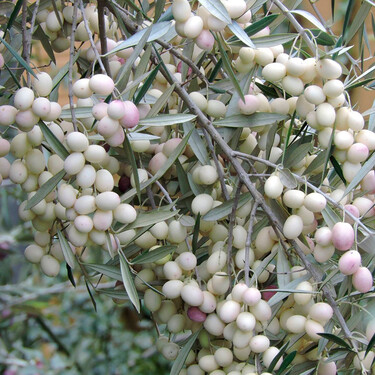 La atávica historia del olivo blanco: el árbol sagrado de la Antigüedad, condenado a la extinción, está resucitando en Calabria 