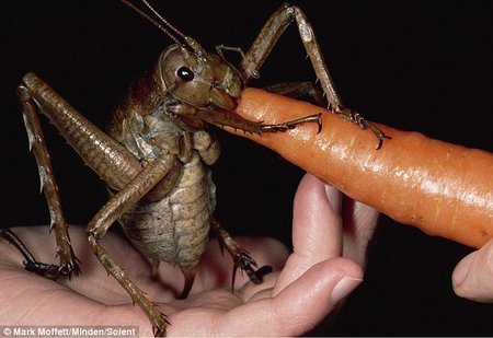 El insecto más grande del mundo
