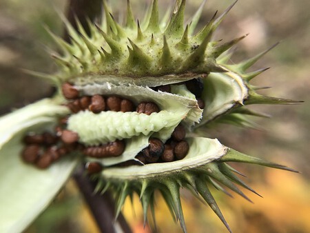 Datura Stramonium 101943564