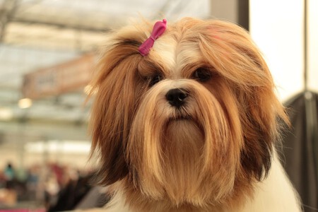 Cortar-Pelo-Perro
