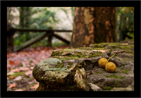 Otoño Fragas do Eume