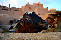 Garmeh, un oasis en el desierto iraní