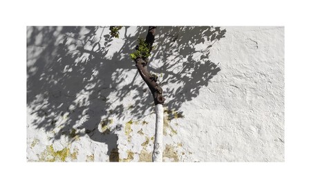Cal para árboles frutales