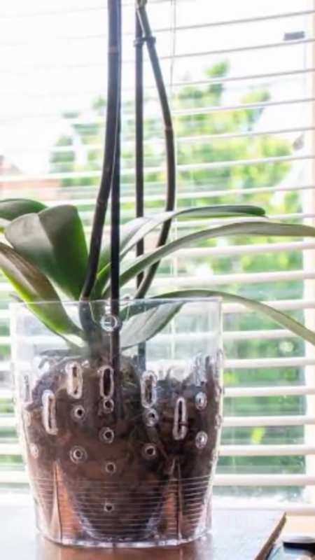 Cuidado Orquídeas