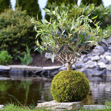 La nueva tendencia que transforma salones y terrazas son los jardines en miniatura