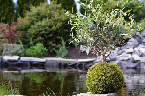 Como Hacer Un Kokedama Paso A Paso 1254 Orig