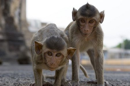 Lopburi: La "Ciudad de los monos" está en Tailandia