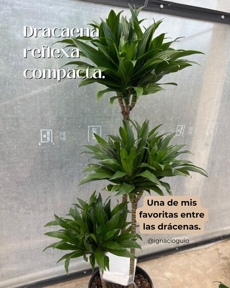 Plantas De Interior Para Esquinas Cuando Ponemos Plantas En Una Esquina Conseguimos Suavizar L 2