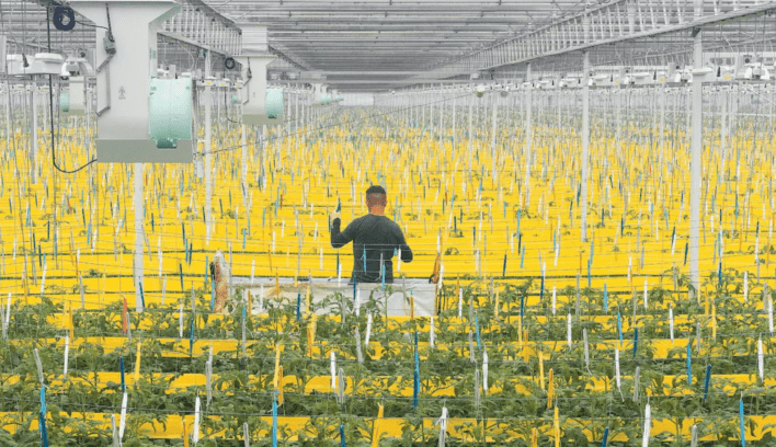 El tomate holandés como ejemplo de los beneficios de la automatización
