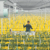 El tomate holandés como ejemplo de los beneficios de la automatización