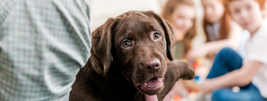 ¿En qué quedó la Ley de Bienestar Animal? Estas son las cosas por las que te pueden multar y cuáles han quedado en el limbo 