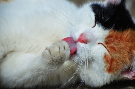 Limpieza o acicalamiento de un gato - ¿es necesario bañar a un gato?
