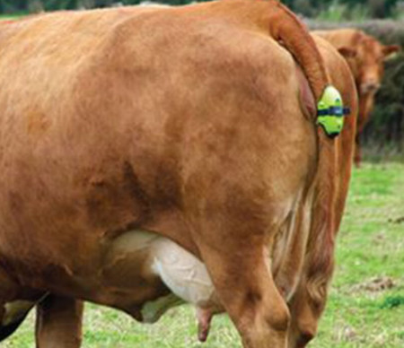 Conocer cuando una vaca está de parto o no perder nunca más una maleta, los usos del NB-IoT de Vodafone