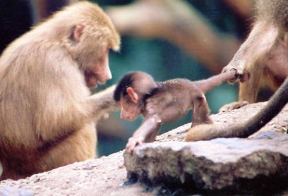 Primates clonados, ¿una realidad?
