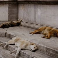 En México sacrificaron a más de 10,000 perros y el problema es que era legal: ahora el gobierno quiere cambiar eso 