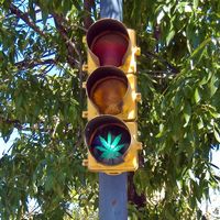 La marihuana reduce un 11% los accidentes mortales, según un estudio de la Universidad de Columbia