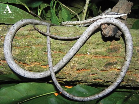 Oxybelis Bolivia