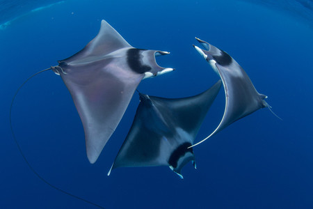 Marine Life Behavior Duncan Murrell Courting Devil Ray