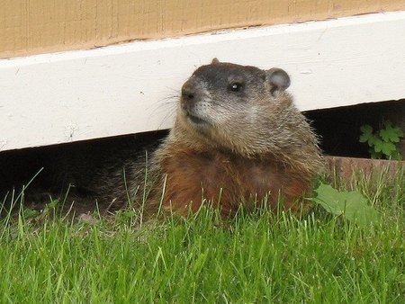 El tiempo por Doña Marmota