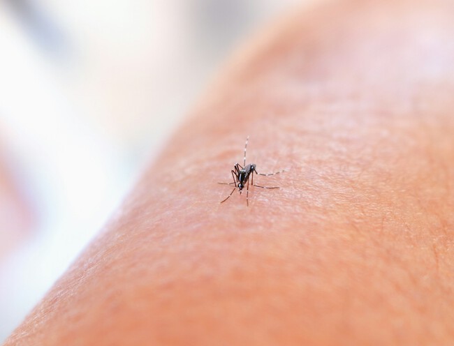 Mosquito picando en el brazo