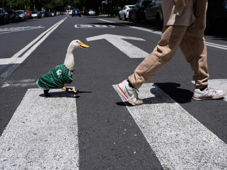 Mexico Pato