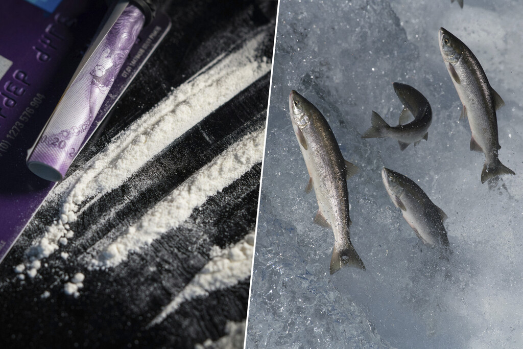 Unos científicos suecos decidieron drogar a salmones con cocaína y luego soltarlos. Pasó justo lo que cabía esperar
