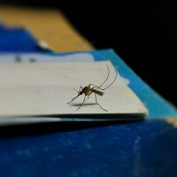 Mientras el hantavirus del crucero MV Hondius acapara titulares, el riesgo sanitario más cercano está a 10 km de cualquier ciudad del Mediterráneo 