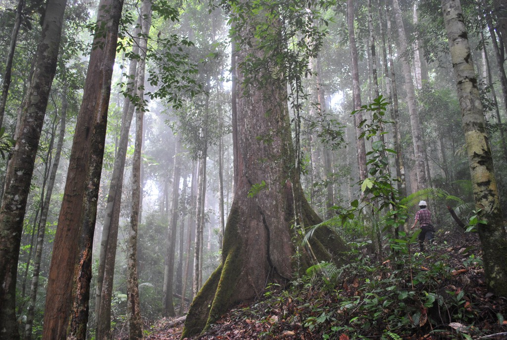 Hemos hallado bosques en Borneo que llevan cuatro millones de años existiendo sin inmutarse