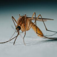 Can We Predict the Next Epidemic? Some Scientists Say AI Systems Hold the Key 
