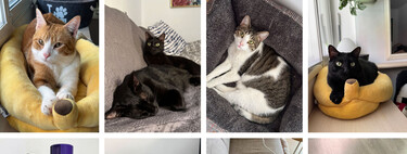 Vivir con cinco gatos en un piso y que no haya pelos en casa es posible. Solo necesitas un método infalible