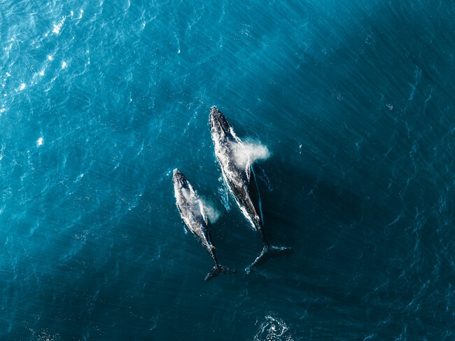 Ballenas