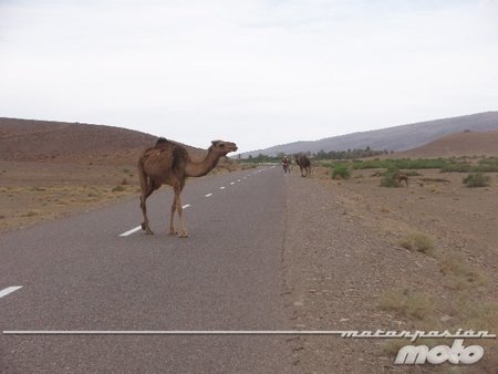 Marruecos camello en la carretera