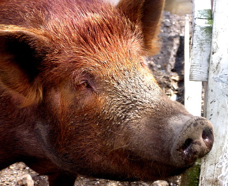 Se consiguen restaurar algunas funciones del cerebro de un cerdo que llevaba 4 horas muerto