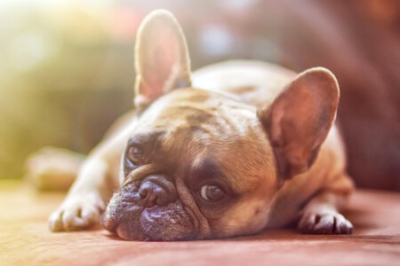 Bulldog Golpe Calor